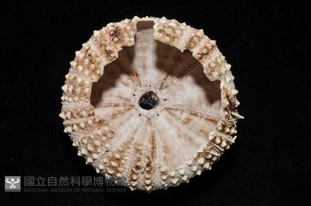 海刺蝟藏品圖，第7張