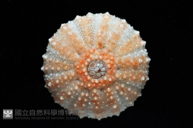 福氏鋸海膽藏品圖，第7張