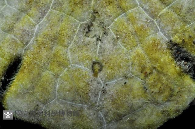 裂邊毛餅海膽藏品圖，第7張