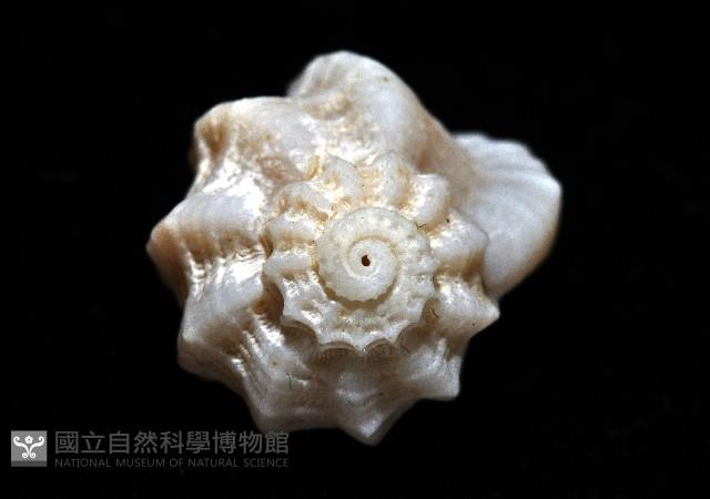 盔甲花冠螺藏品圖，第7張