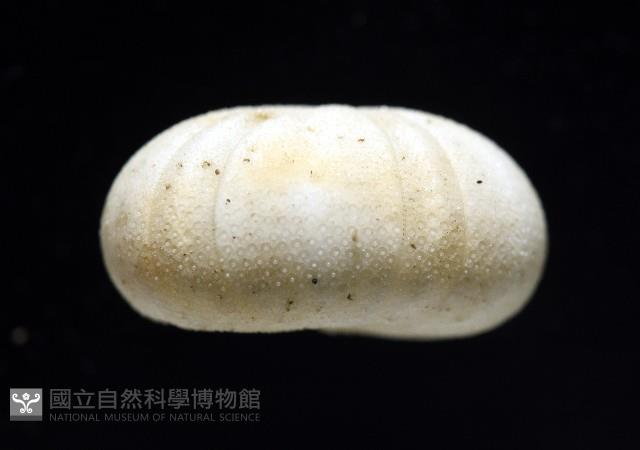 卵圓斜海膽藏品圖，第7張