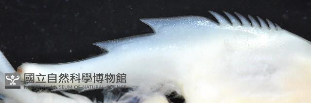 白冠紅蝦藏品圖，第7張