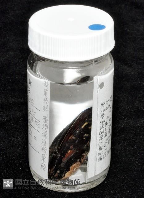 臺灣深海殼菜蛤藏品圖，第7張