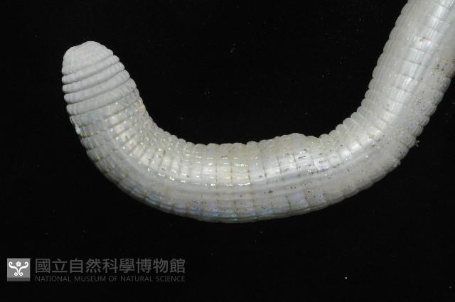 光裸(裸體)方格星蟲藏品圖，第7張