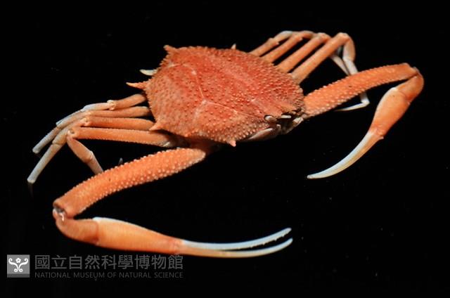 長形栗殼蟹藏品圖，第7張