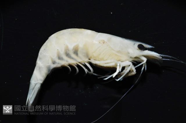 凱達格蘭新米蝦藏品圖，第7張