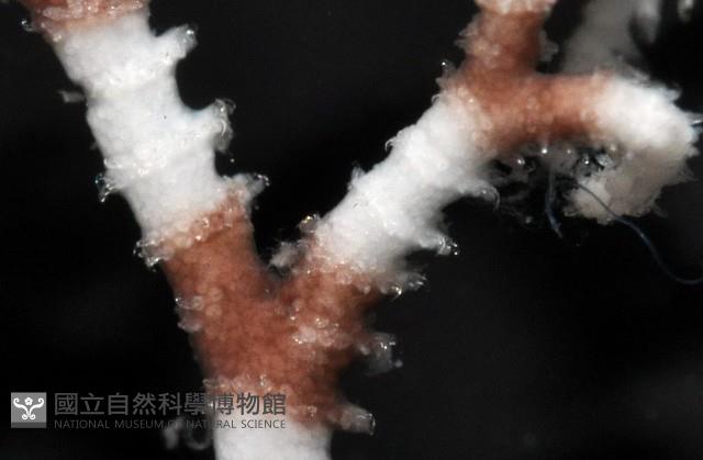 未知種筐蛇尾藏品圖，第7張