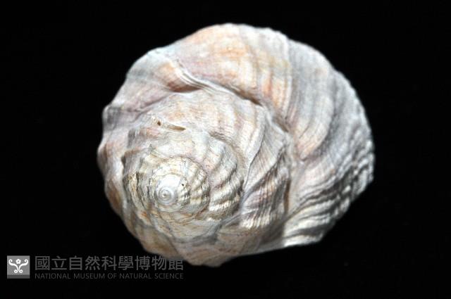 粗布核螺藏品圖，第7張
