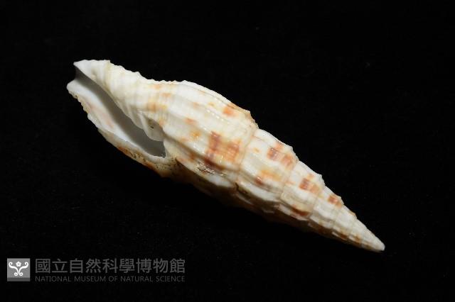 奇蹟蛹筆螺藏品圖，第7張