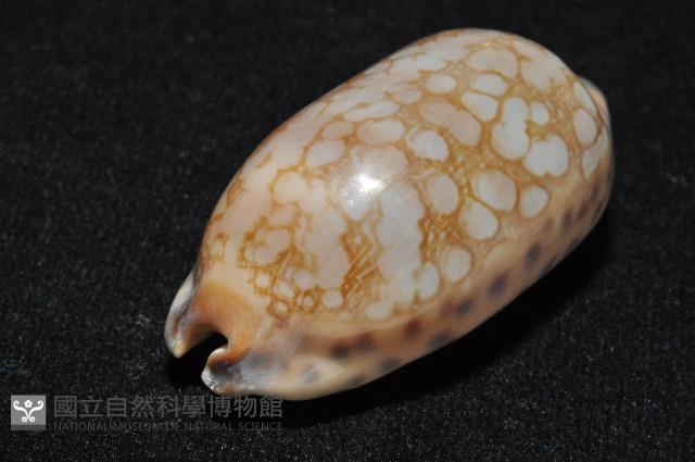 黑網目寶螺藏品圖，第7張