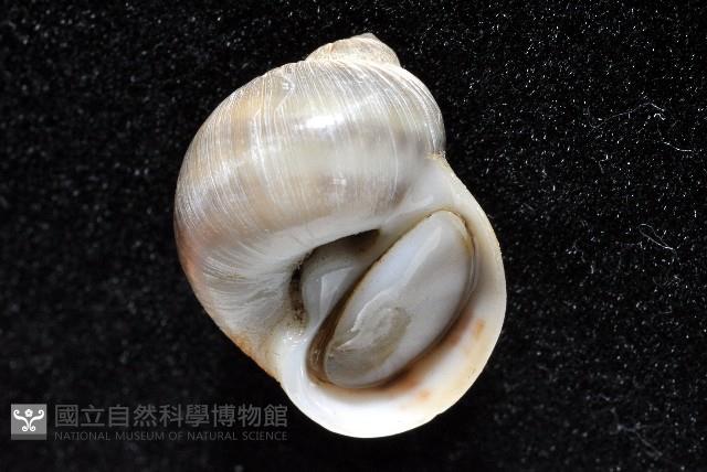 小灰玉螺藏品圖，第7張