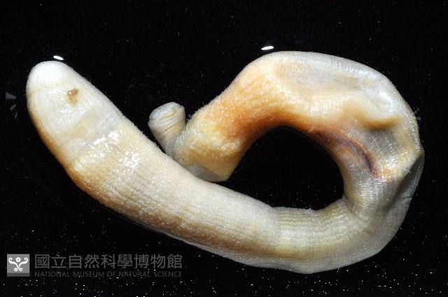 未知種星蟲藏品圖，第7張