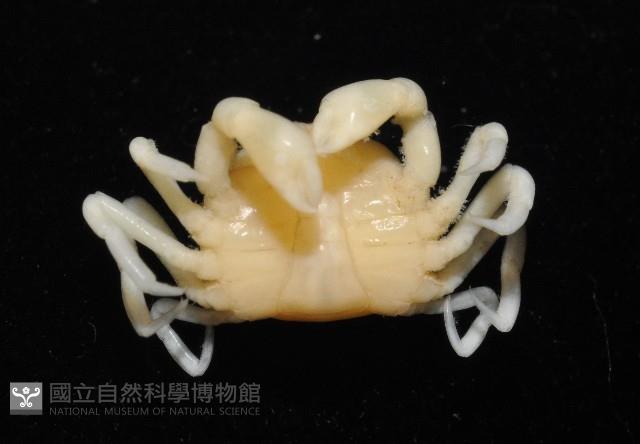 中華蚶豆蟹藏品圖，第7張