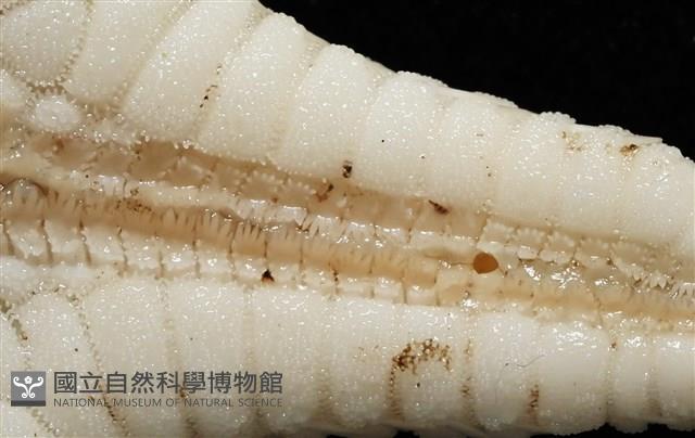 鑲邊海星藏品圖，第7張