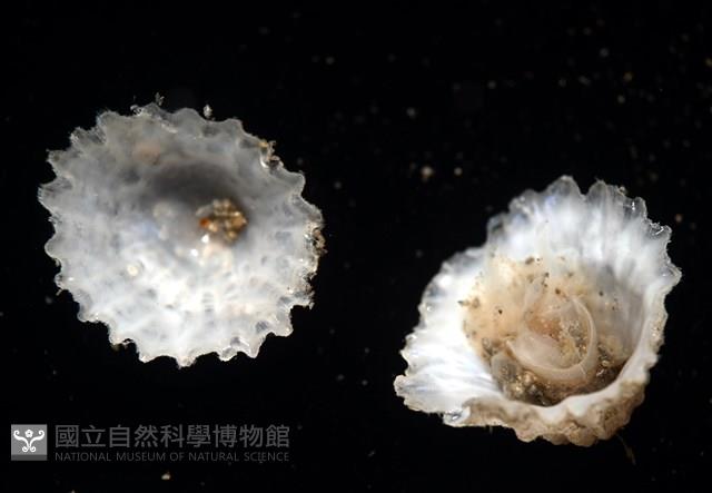 未知種晃蓋螺藏品圖，第7張