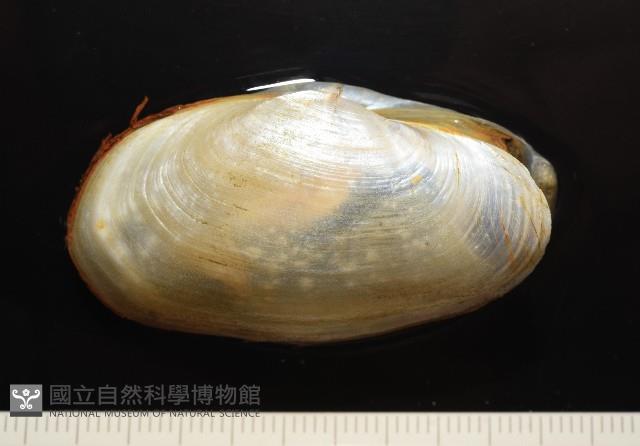 船形(公代)薄殼蛤藏品圖，第7張