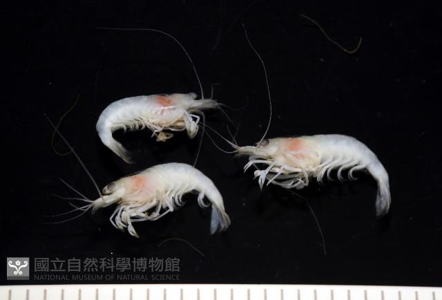 湧泉新米蝦藏品圖，第7張