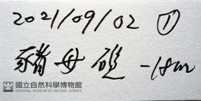未知種海綿藏品圖，第7張