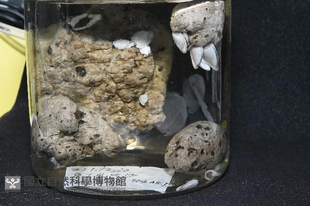 鵝茗荷藏品圖，第7張
