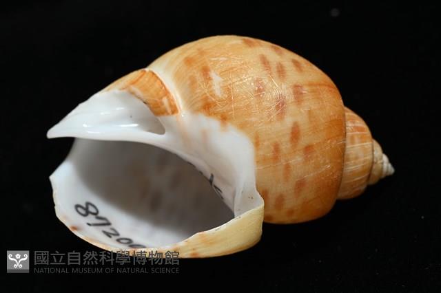 彩繪型深溝鳳螺藏品圖，第7張