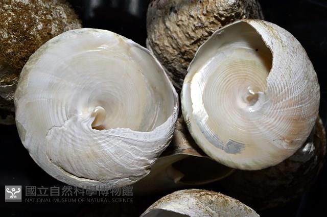 銀塔鐘螺藏品圖，第7張