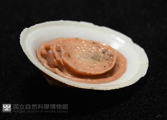 尖頂梳齒笠螺藏品圖，第7張