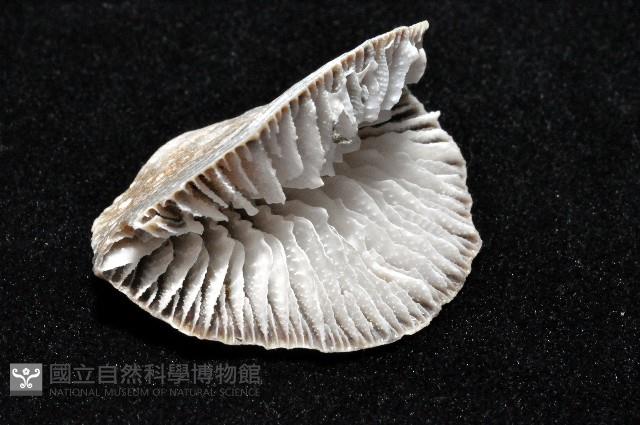 優雅扇形珊瑚藏品圖，第7張