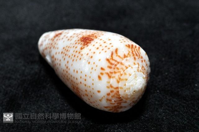 飛蠅芋螺藏品圖，第7張