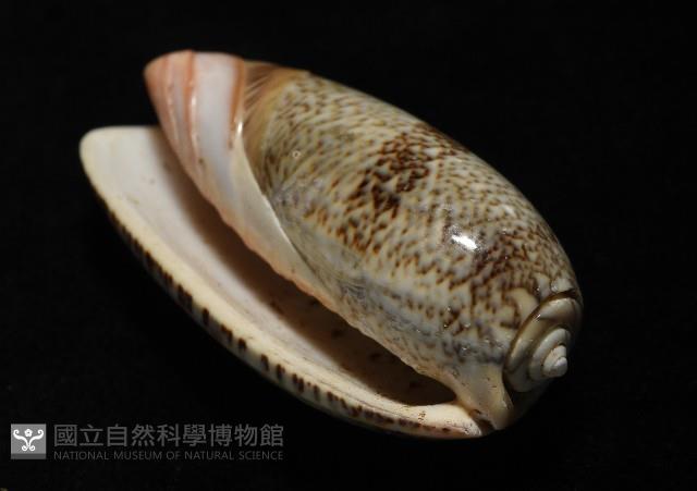 金唇榧螺藏品圖，第7張