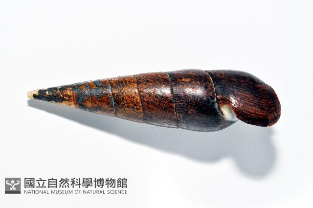 黑蜷藏品圖，第7張