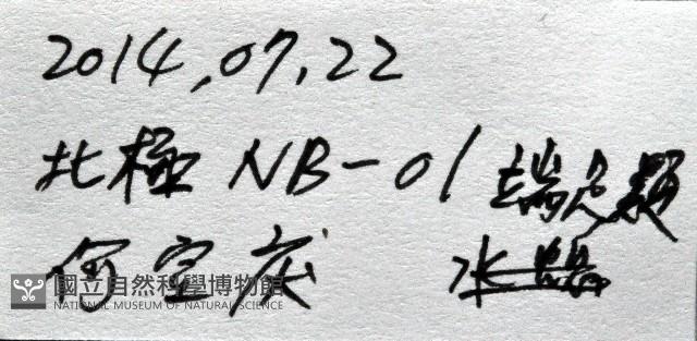 未知種端足類藏品圖，第7張