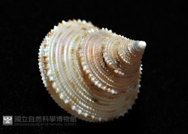 麗口螺之一種藏品圖，第7張