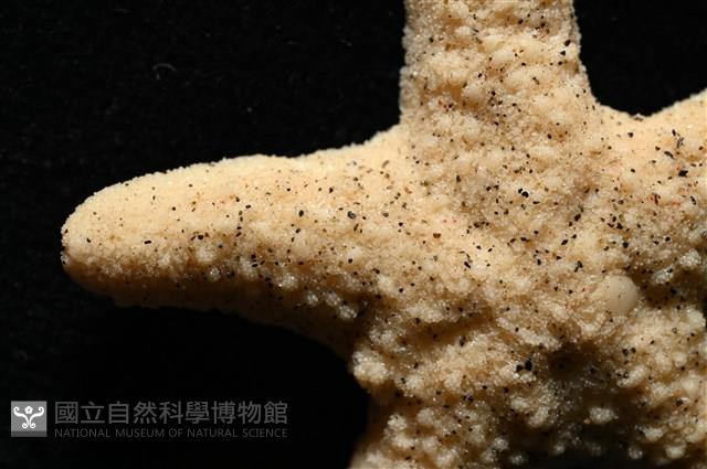 花冠海燕藏品圖，第7張