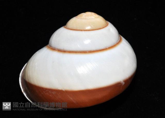 未知種光澤蝸牛藏品圖，第7張
