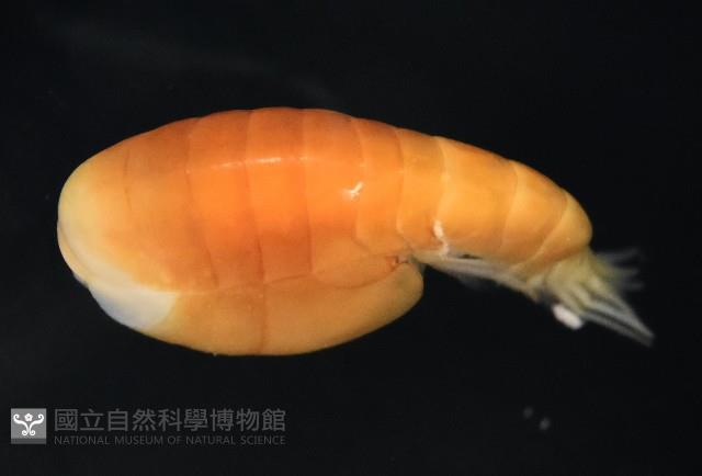 未知種隱首鉤蝦藏品圖，第7張