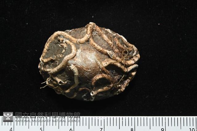 尖頂梳齒笠螺藏品圖，第7張