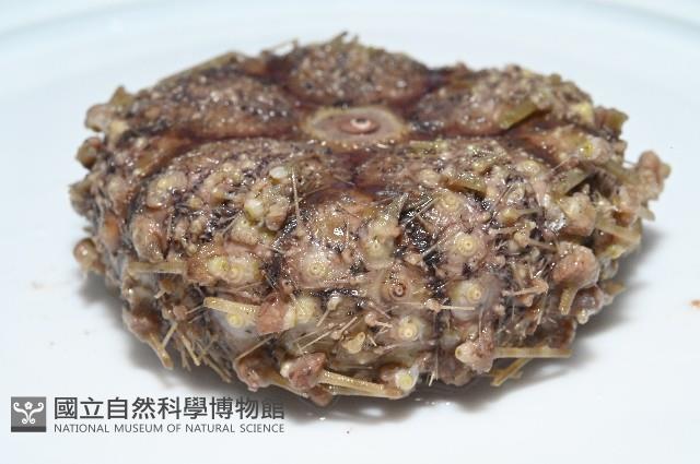 裸隱肛海膽藏品圖，第7張