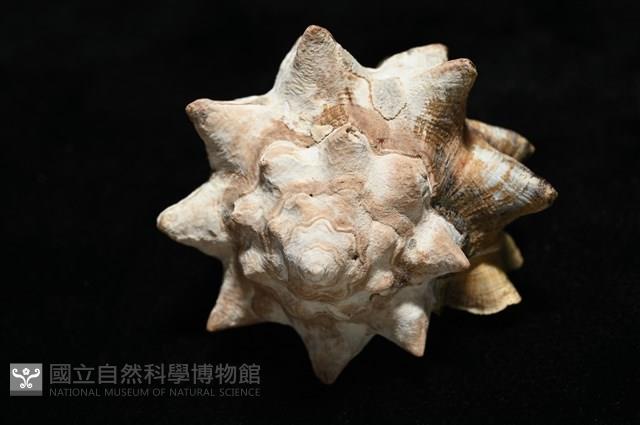 短拳螺藏品圖，第7張