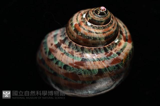 貓眼蠑螺藏品圖，第7張