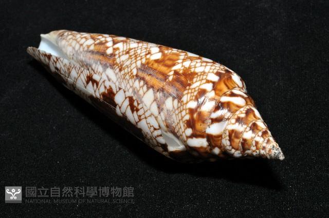 孟加拉芋螺藏品圖，第7張