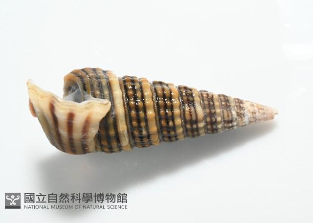 栓海蜷藏品圖，第7張