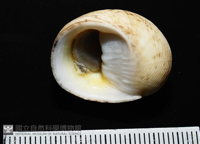 高腰蜑螺藏品圖，第7張