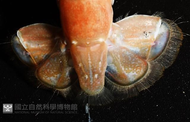 劍脊槍蝦藏品圖，第7張