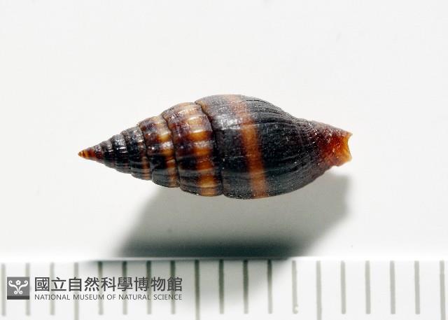 明光蛹筆螺藏品圖，第7張