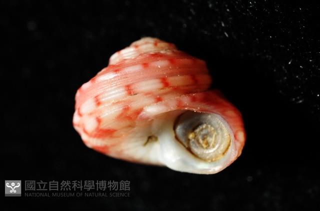 微風蠑螺藏品圖，第7張