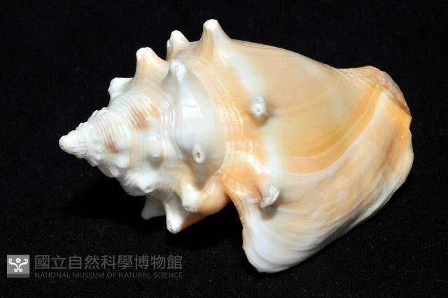 金拳鳳凰螺藏品圖，第7張