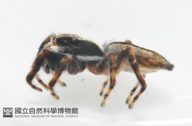 雙帶扁蠅虎藏品圖，第7張