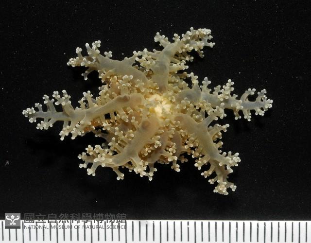 火焰海葵藏品圖，第7張
