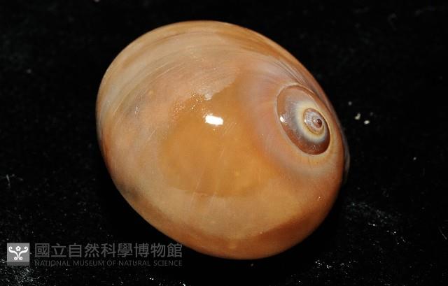 未知種扁玉螺藏品圖，第7張