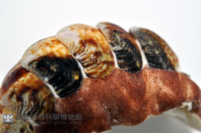 索氏眼鏡石鱉藏品圖，第7張